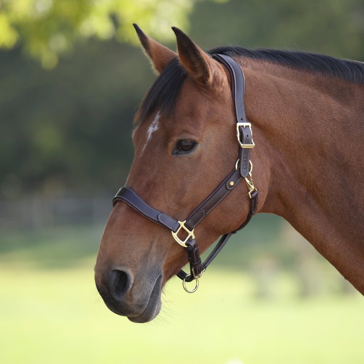 Velociti LUSSO Lorca Leather Headcollar - Nags Essentials