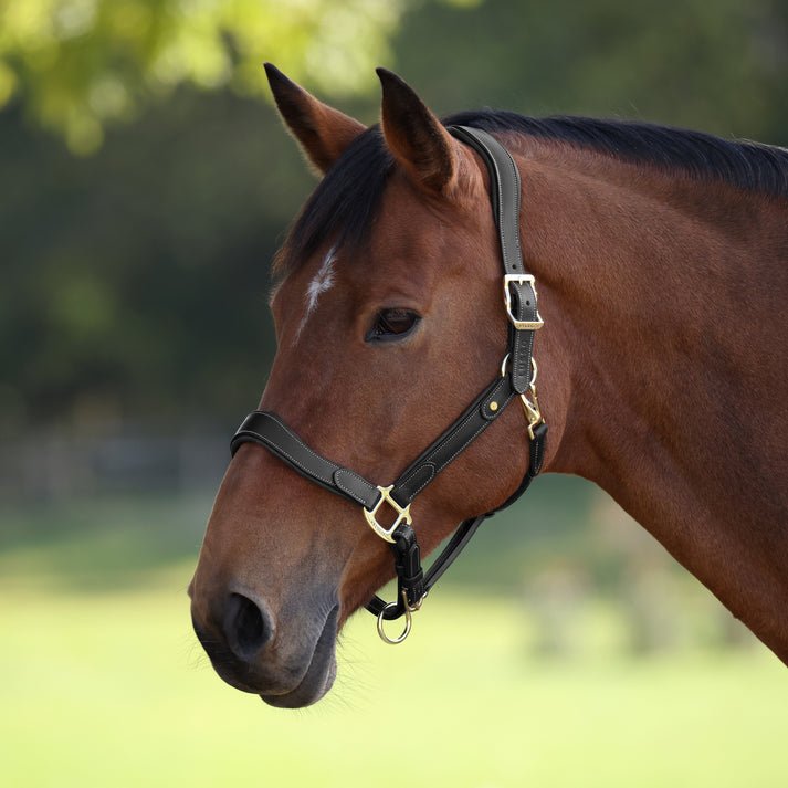 Velociti LUSSO Lorca Leather Headcollar - Nags Essentials