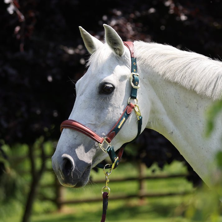 Velociti LUSSO Padded Leather Headcollar - Nags Essentials
