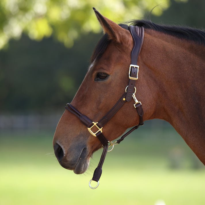 Velociti LUSSO Soria Control Leather Headcollar - Nags Essentials