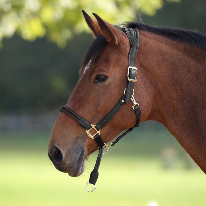 Velociti LUSSO Soria Control Leather Headcollar - Nags Essentials
