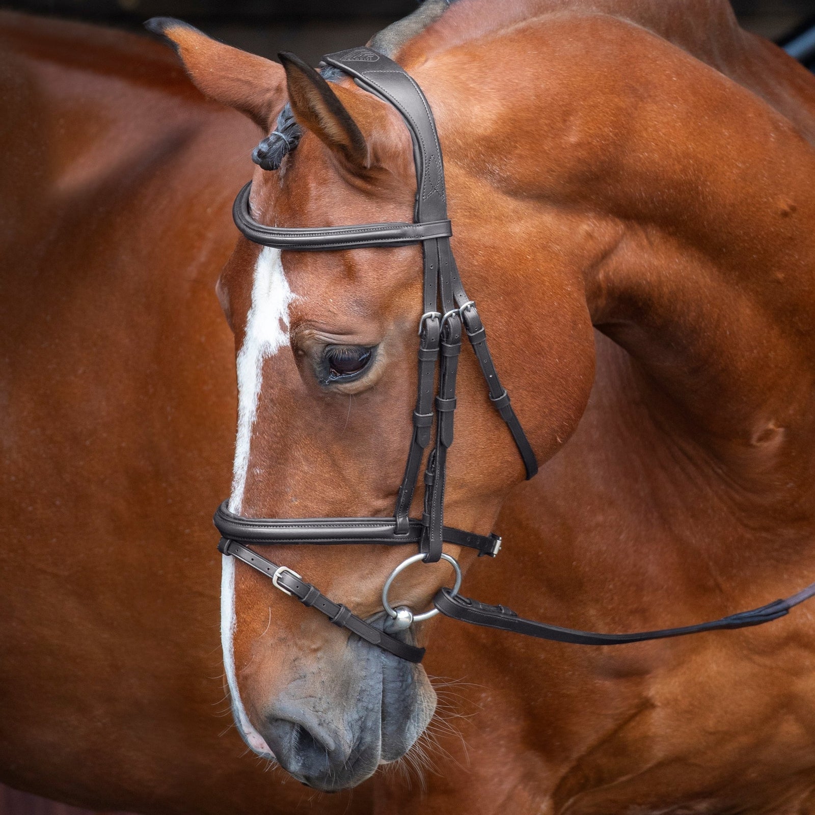 Velociti RAPIDA Padded Raised Flash Bridle - Nags Essentials