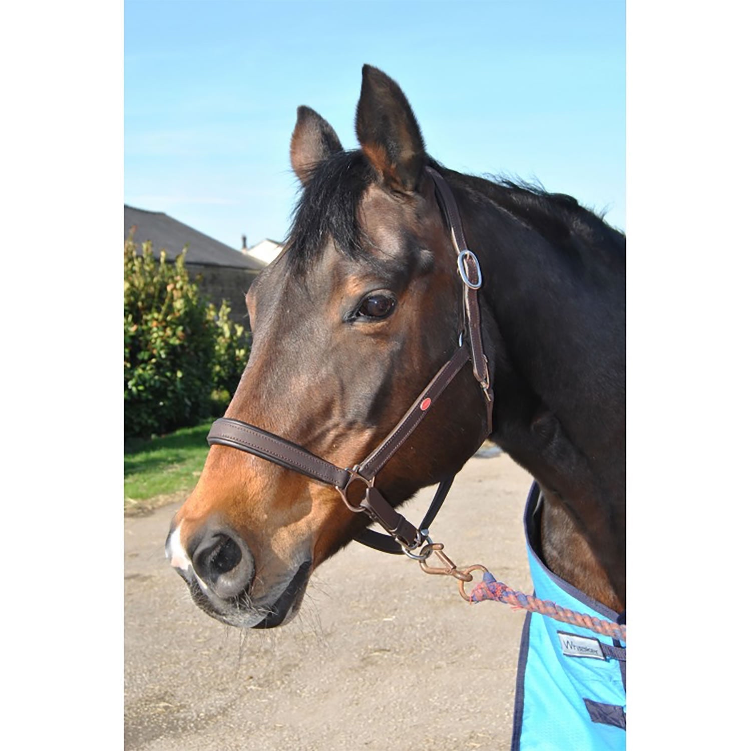 Whitaker Ready To Ride Headcollar - Nags Essentials