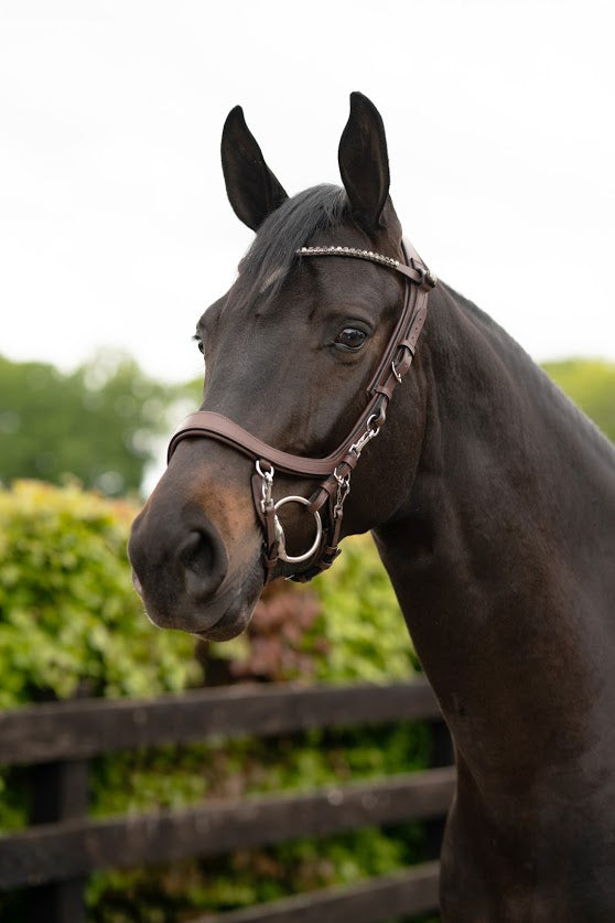 PresTeq FaySport Anatomical Bridle - Nags Essentials
