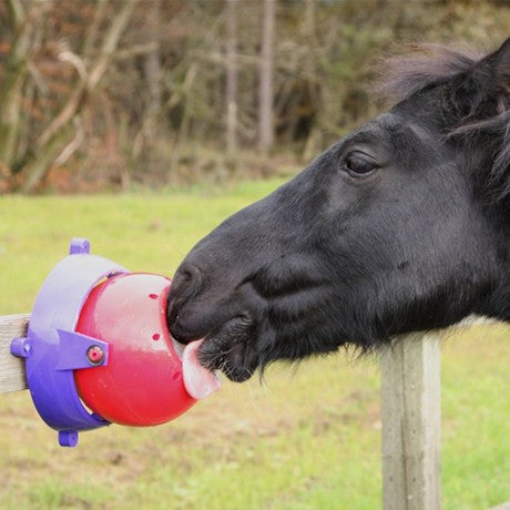 Likit Tongue Twister - Nags Essentials