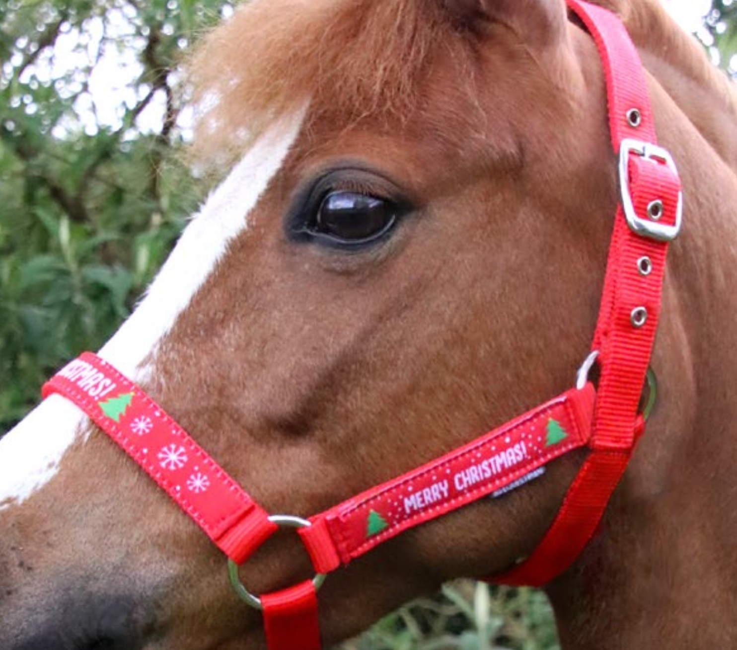 Merry Christmas Head Collar & Lead Rope