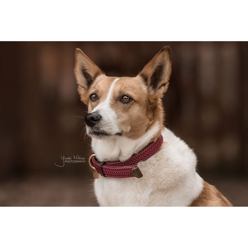 Kentucky Plaited Nylon Dog Collar - Nags Essentials