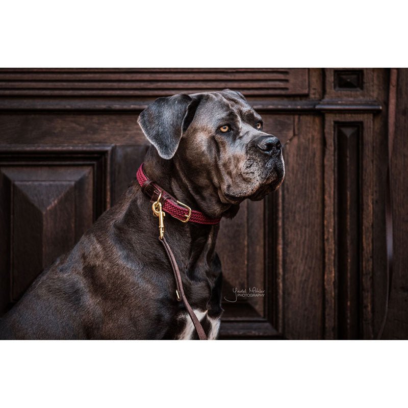 Kentucky Plaited Nylon Dog Collar - Nags Essentials