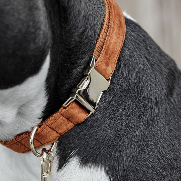 Kentucky Velvet Dog Collars - Nags Essentials