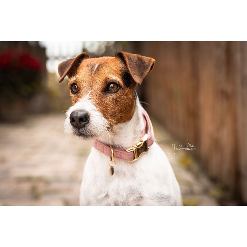 Kentucky Velvet Dog Collars - Nags Essentials