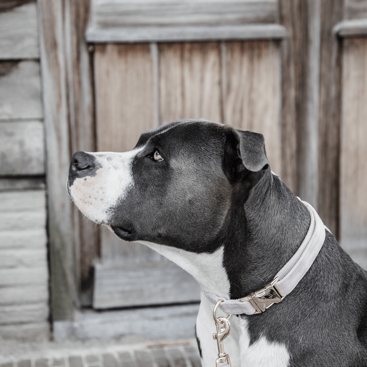 Kentucky Velvet Dog Collars - Nags Essentials