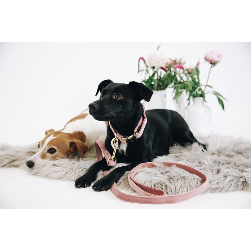 Kentucky Velvet Dog Lead - Nags Essentials