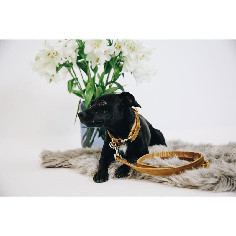 Kentucky Velvet Dog Lead - Nags Essentials