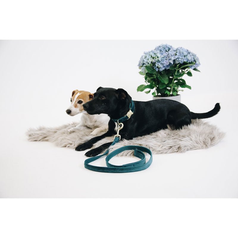 Kentucky Velvet Dog Lead - Nags Essentials