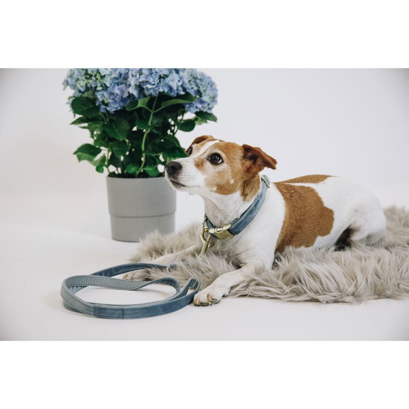Kentucky Velvet Dog Lead - Nags Essentials