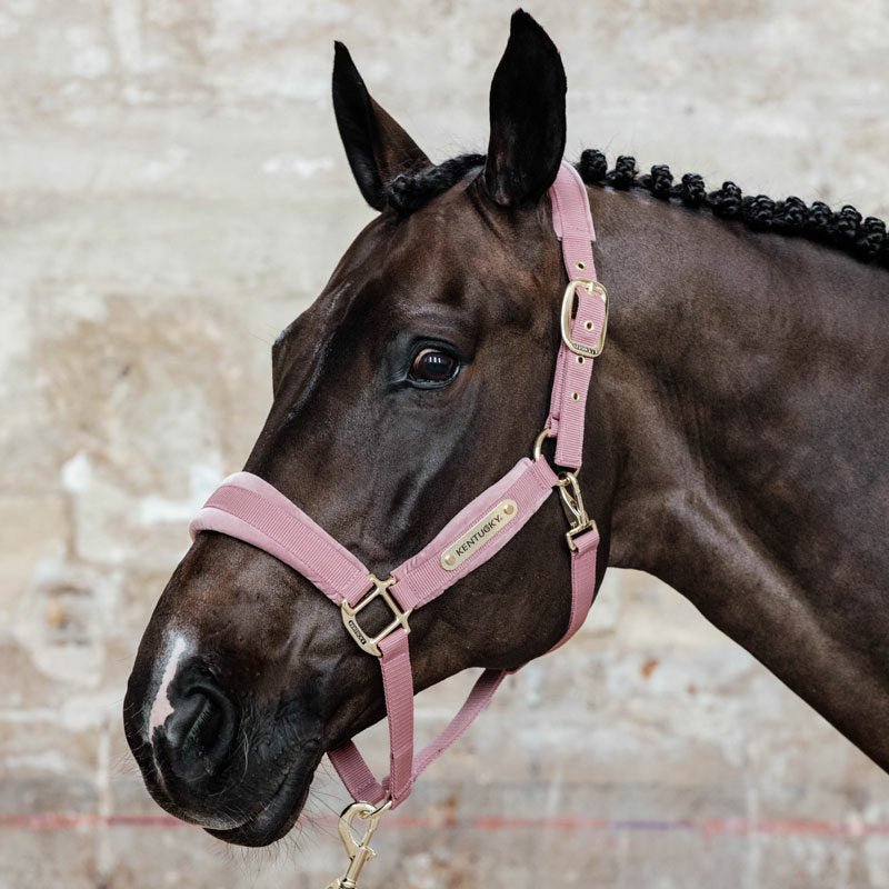 Kentucky Velvet Head Collar - Nags Essentials