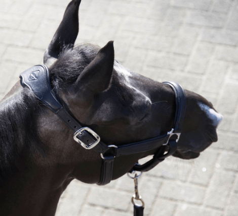 Lemieux Anatomic Leather Headcollar - Nags Essentials
