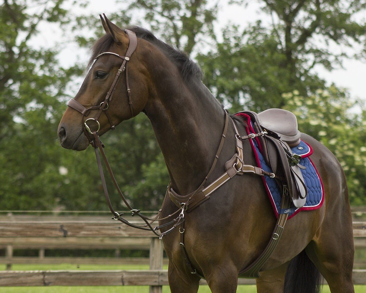 Sedna Shaped Anatomic Bridle - Nags Essentials