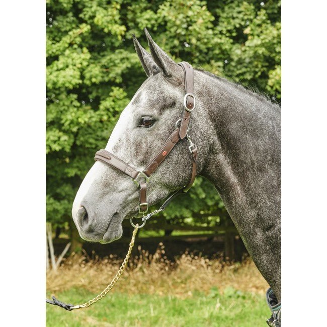Whitaker Chicago Perforated Leather Headcollar - Nags Essentials