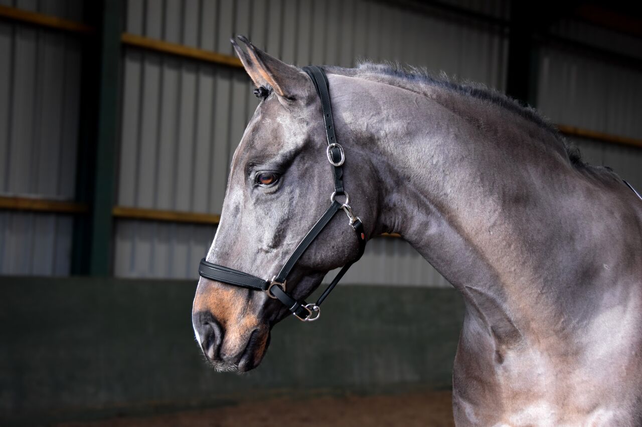 Whitaker Ready To Ride Headcollar - Nags Essentials