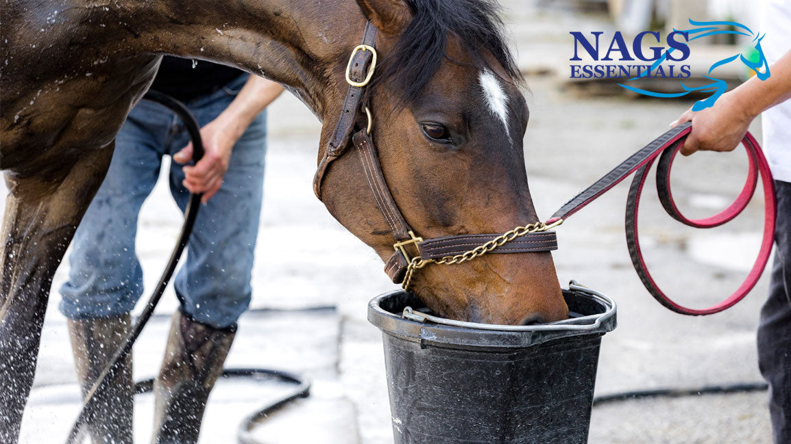 Hydration Matters: Signs of Dehydration in Horses and How to Prevent It