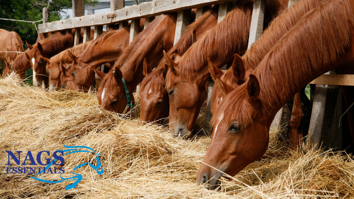 Feeding Your Horse Through Seasonal Transitions