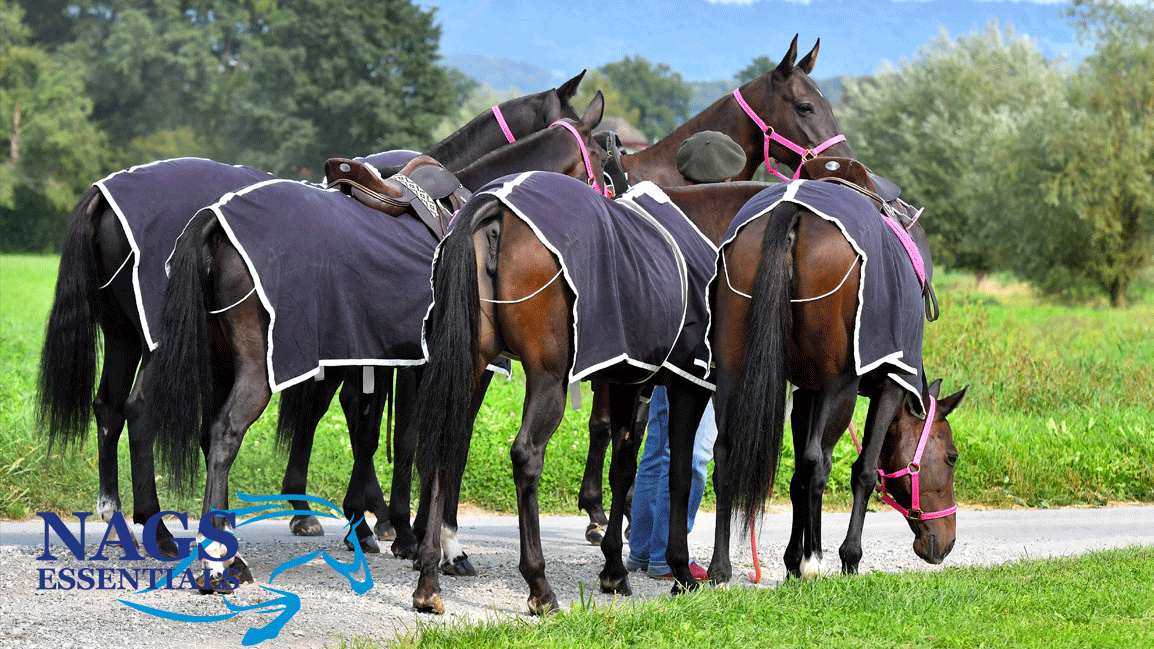 Turnout Rug Weight Guide: 0g, 50g, 100g or 200g?