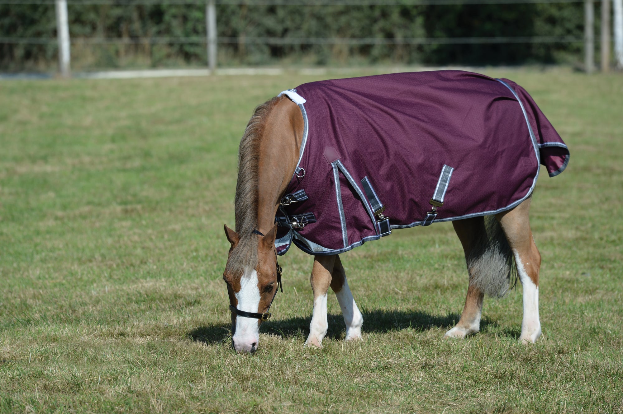 Weatherbeeta Comfitec Plus Dynamic II Standard Neck Lite Turnout Rug -Maroon