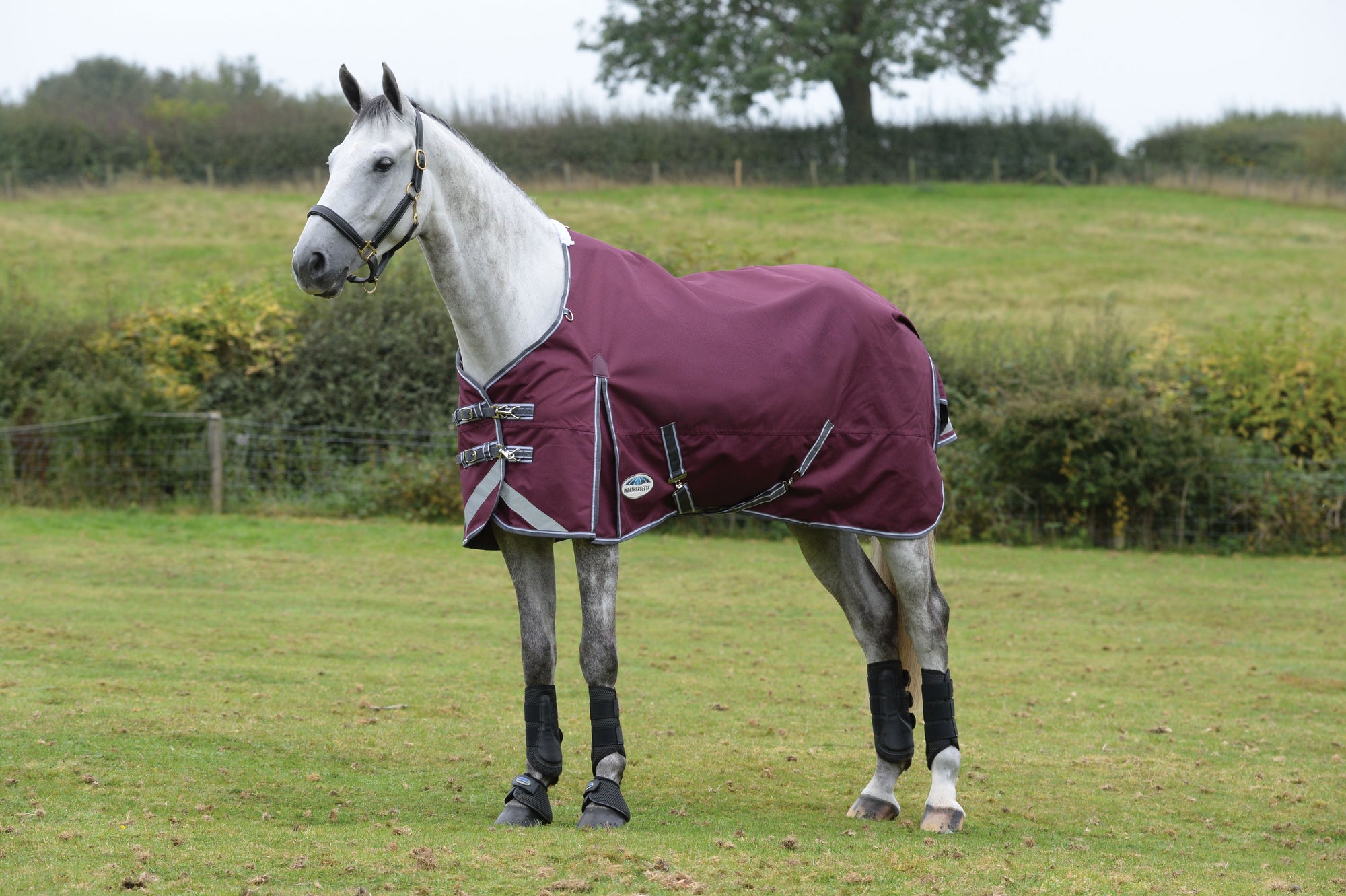 Weatherbeeta Comfitec Plus Dynamic II Standard Neck Lite Turnout Rug -Maroon