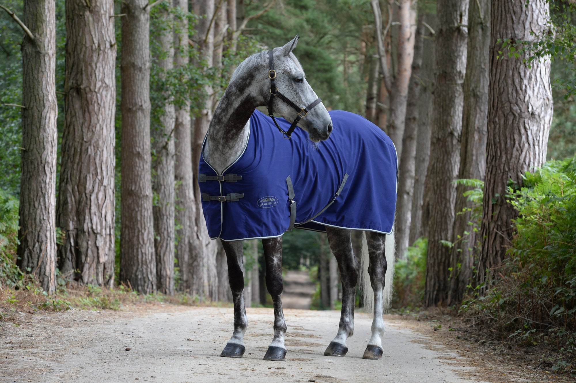 Weatherbeeta Cotton Show Sheet with Surcingles II Standard Neck - Dark Blue