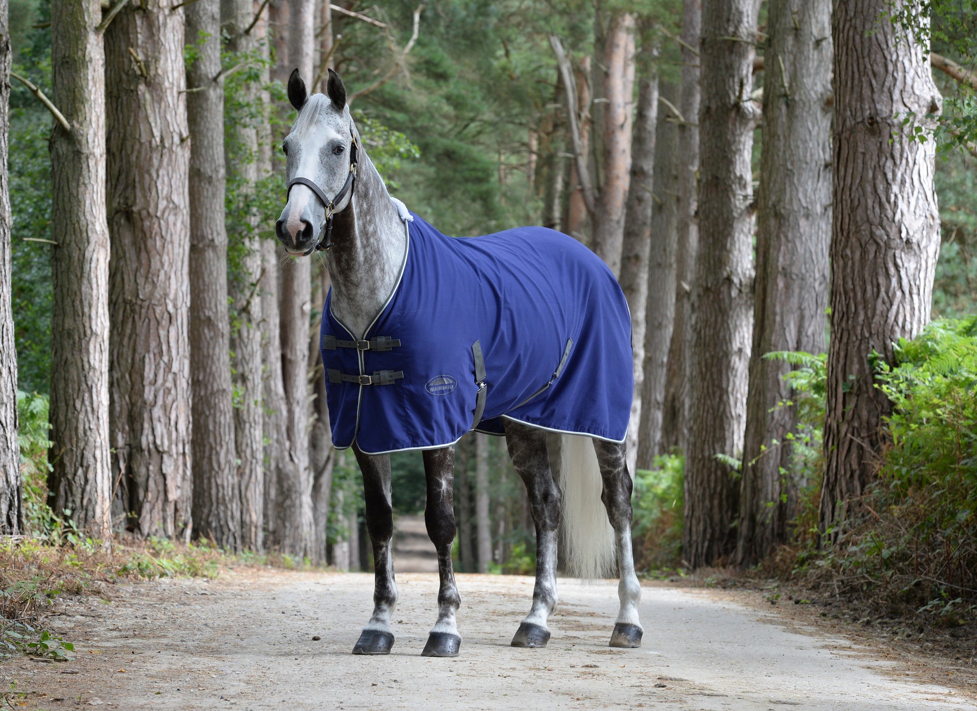 Weatherbeeta Cotton Show Sheet with Surcingles II Standard Neck - Dark Blue