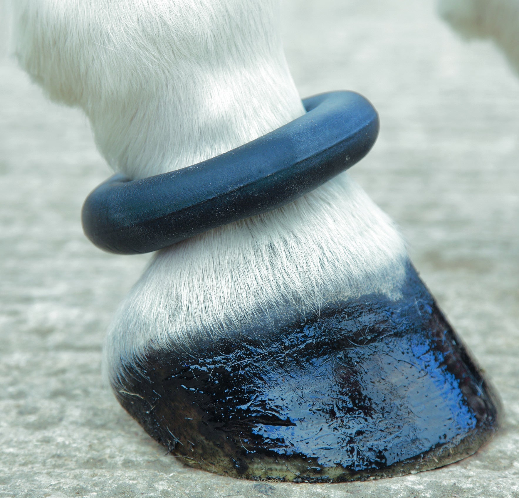 Fetlock Ring - Nags Essentials