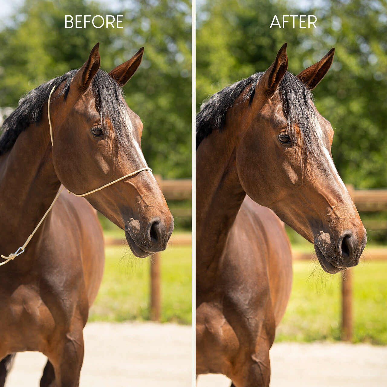 Photography halter