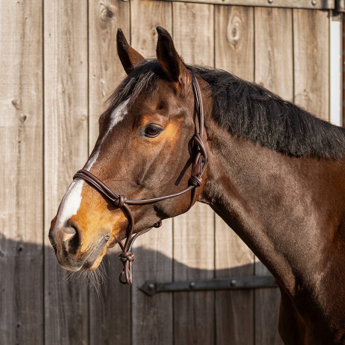 Leather Rope Halter Liberta