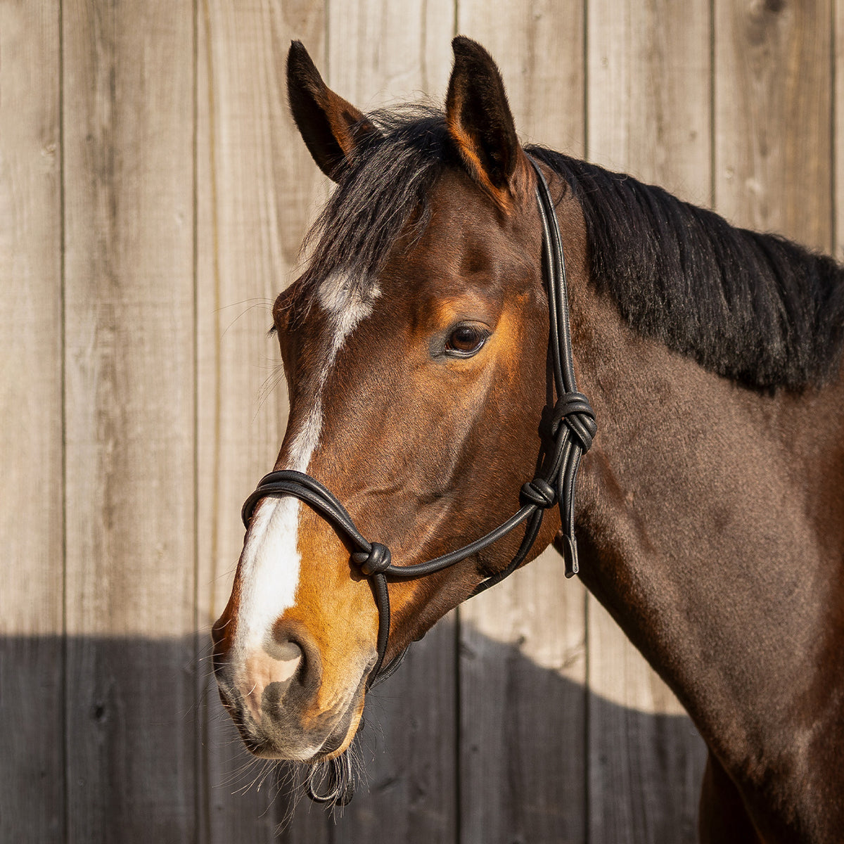 Leather Rope Halter Liberta