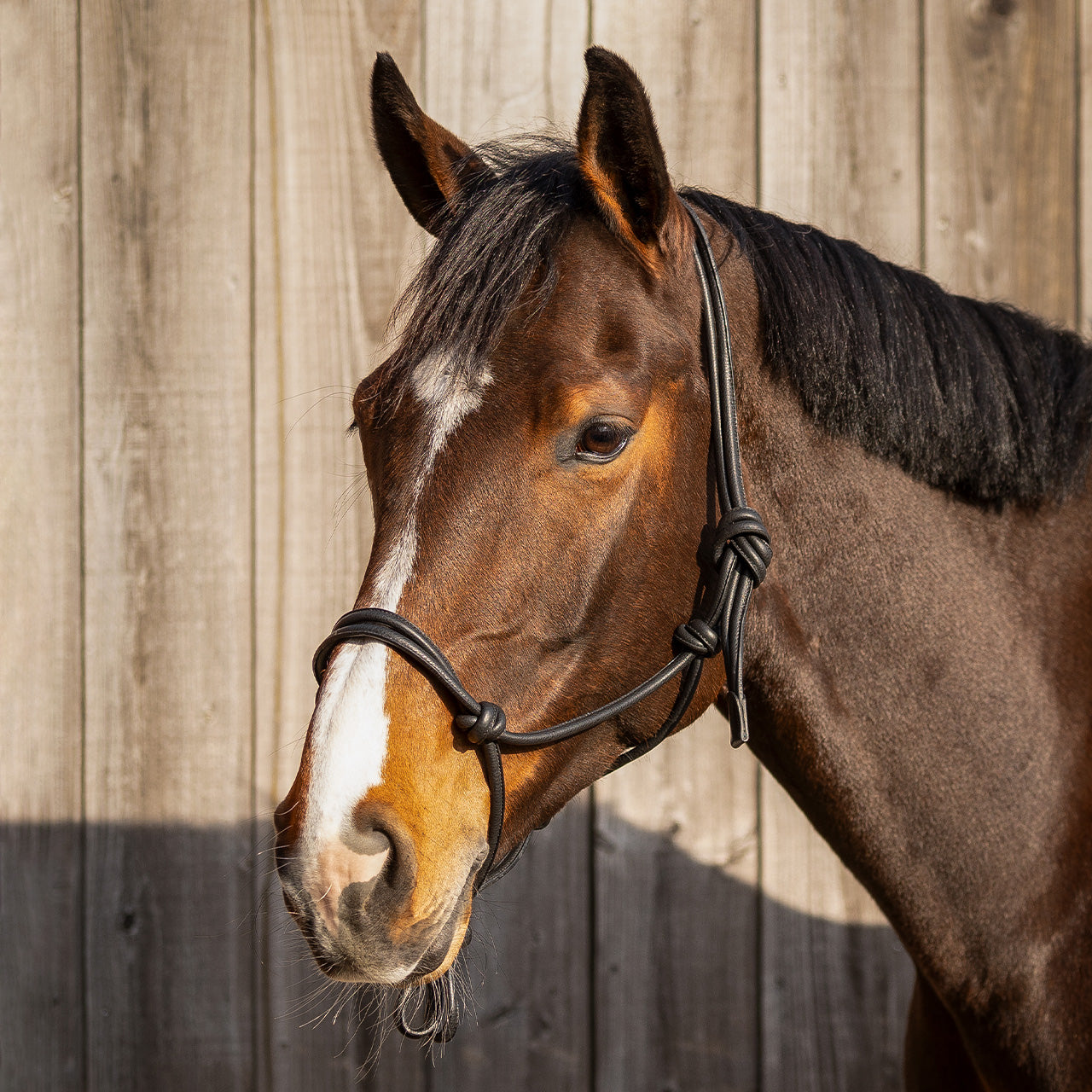 Leather Rope Halter Liberta