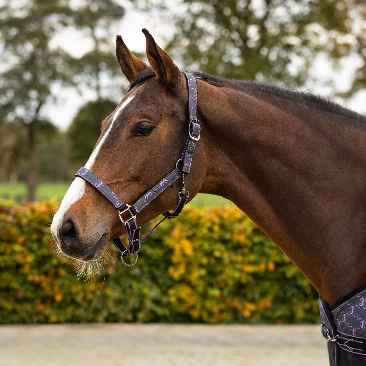 Head Collar Set - Turnout Collection