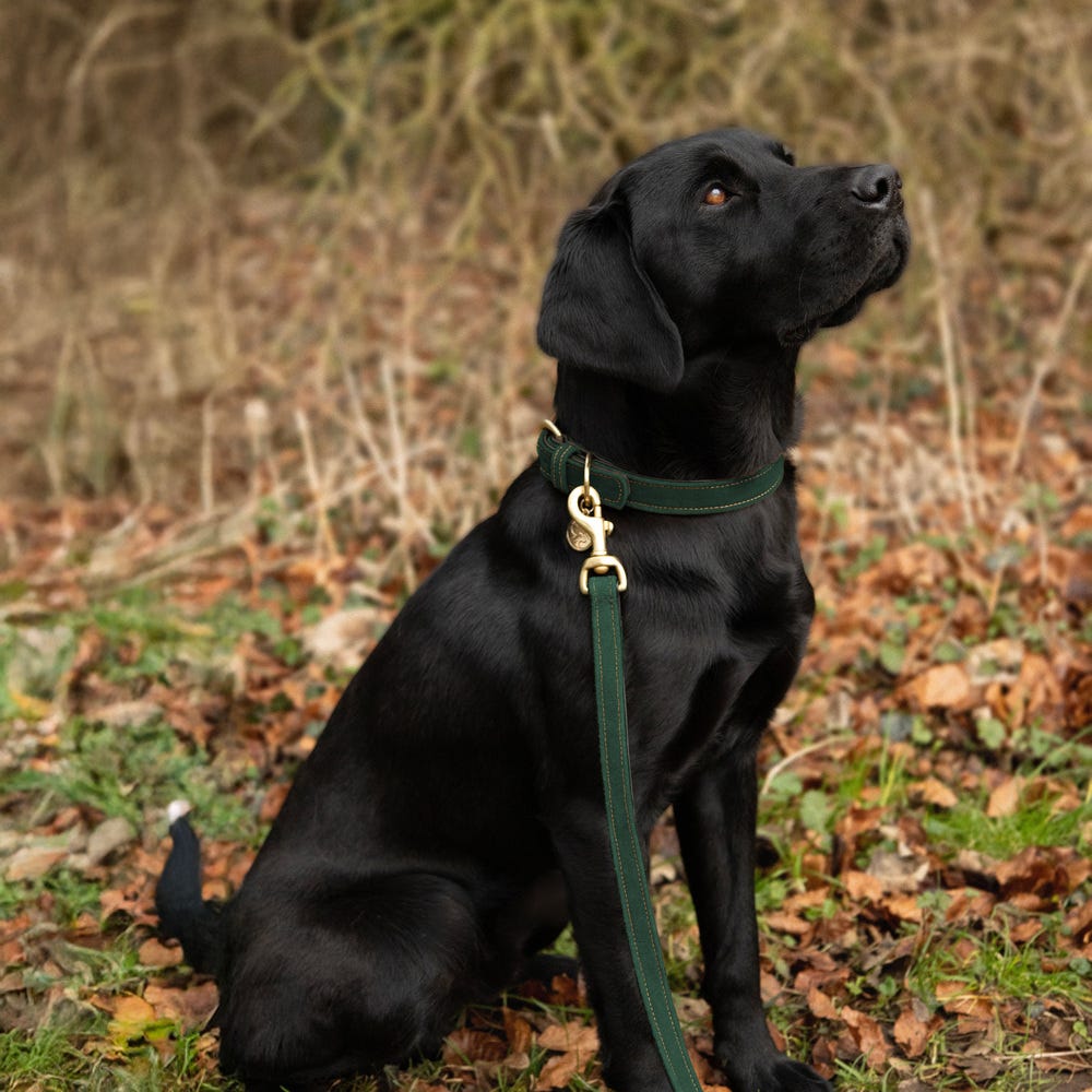 Benji & Flo Noble Suede Dog Lead