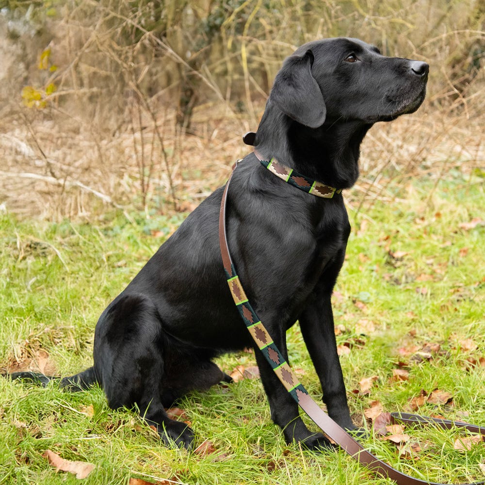 Benji & Flo Sublime Polo Leather Dog Lead