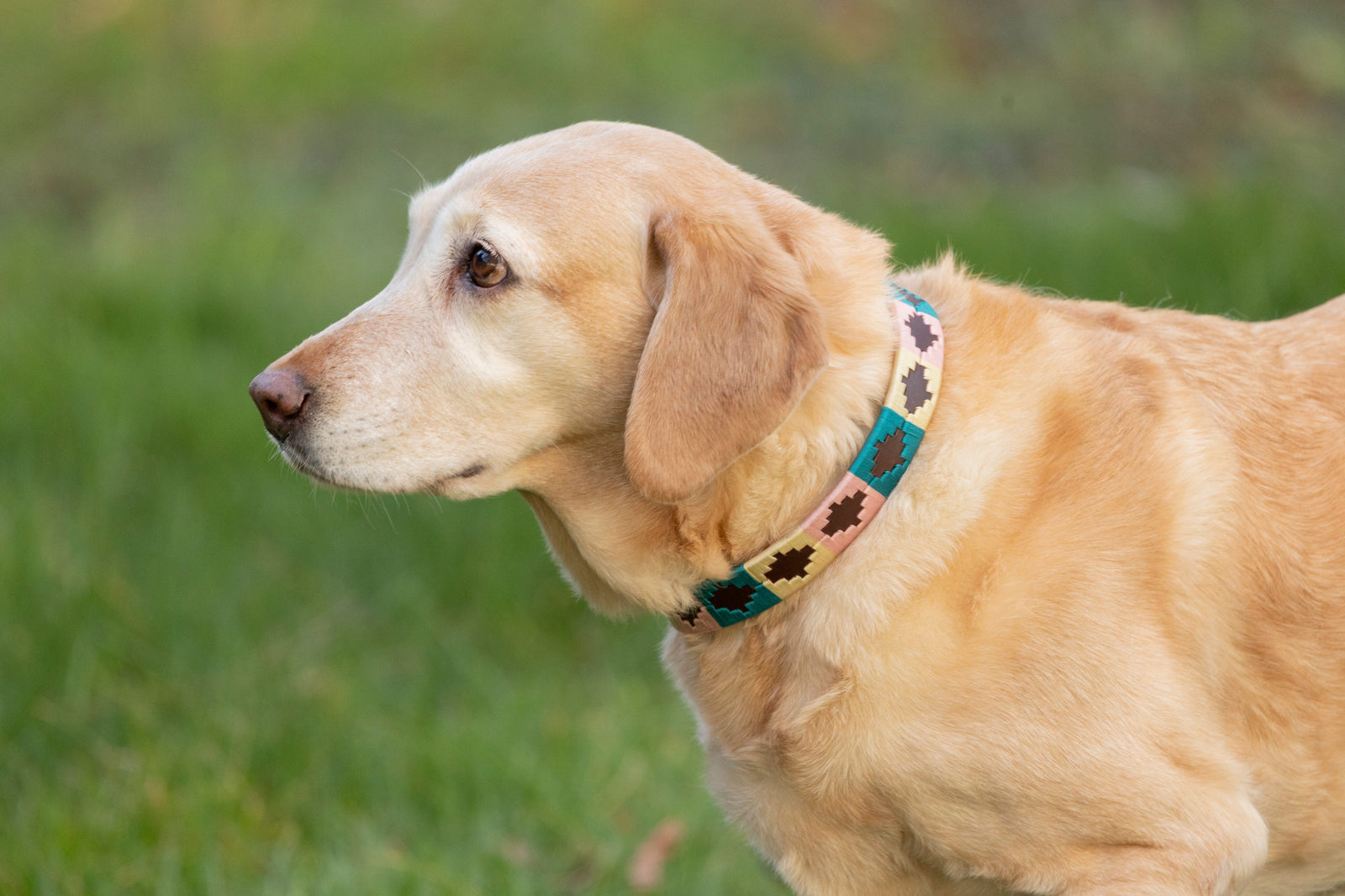 Benji & Flo Sublime Polo Leather Dog Collar