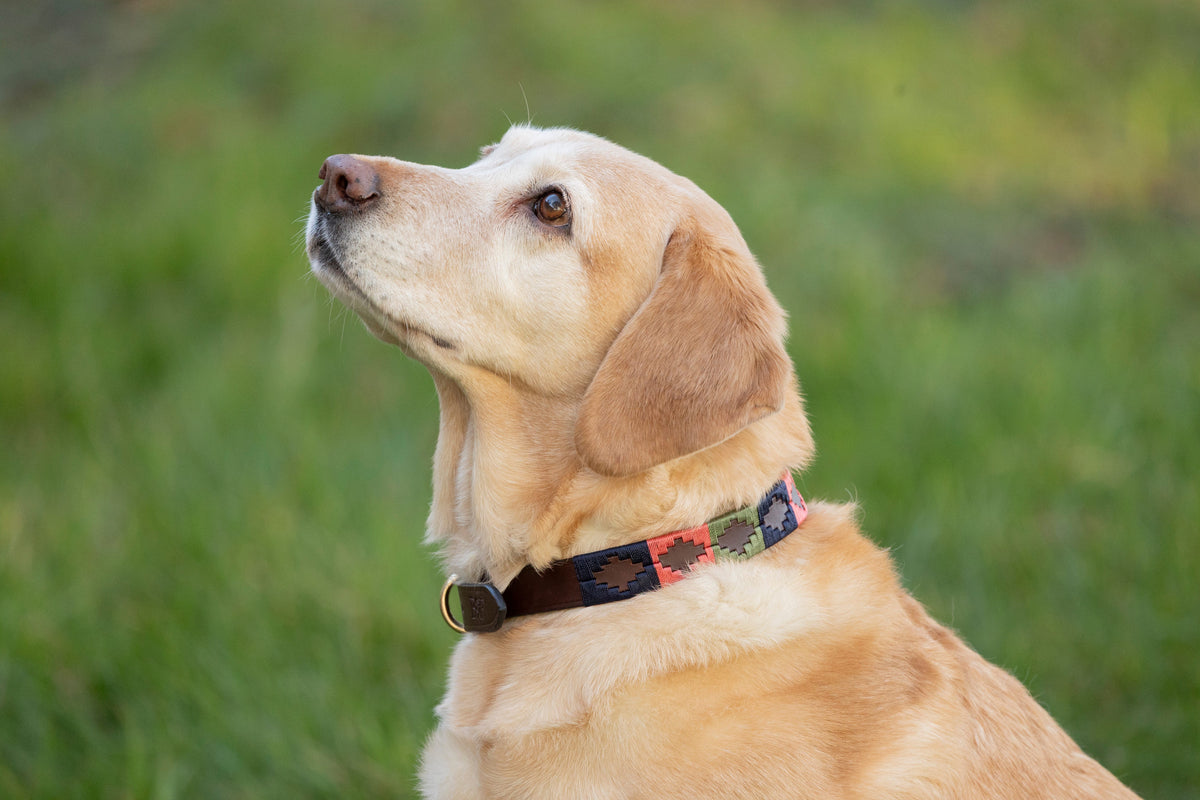 Benji & Flo Sublime Polo Leather Dog Collar