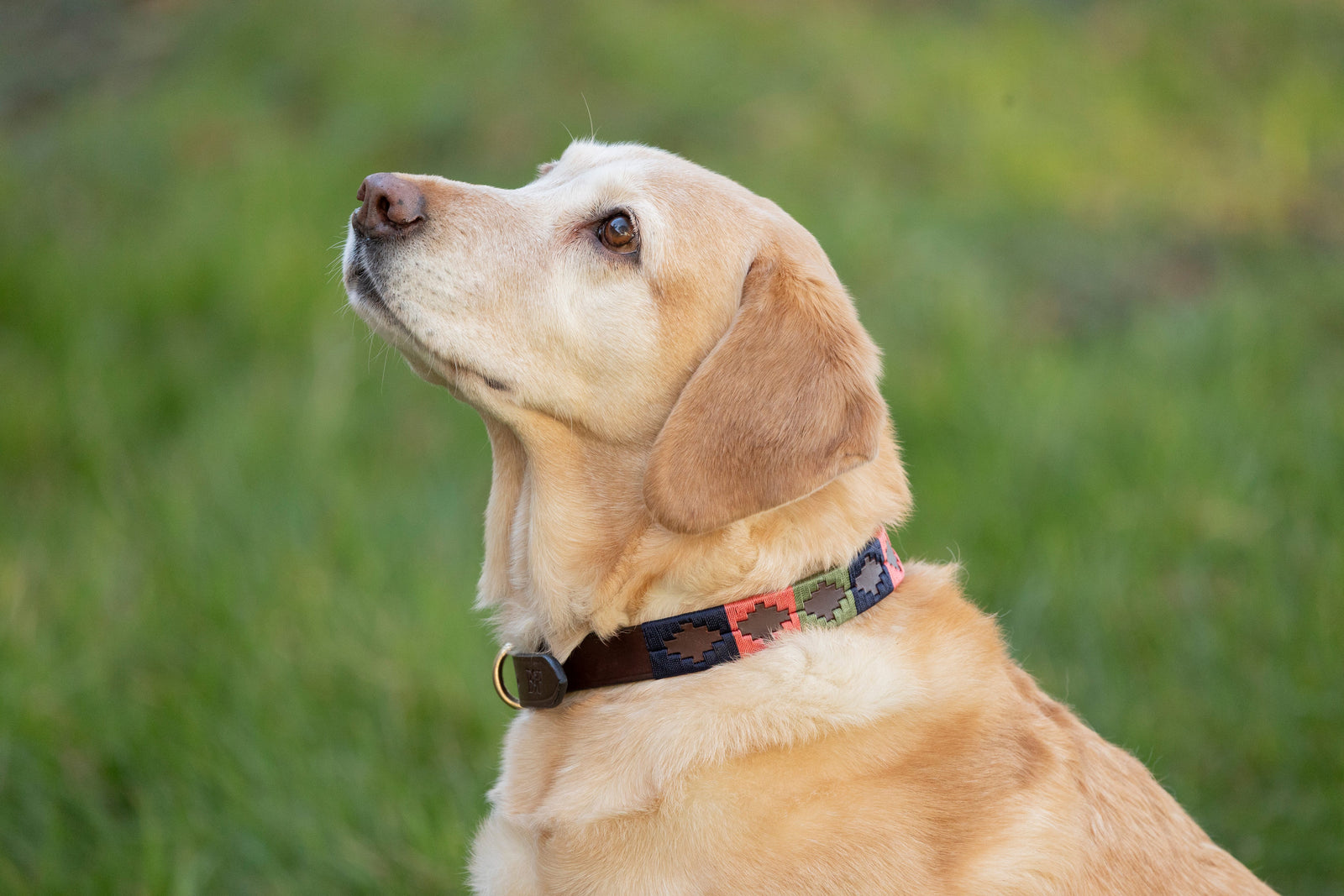 Benji & Flo Sublime Polo Leather Dog Collar