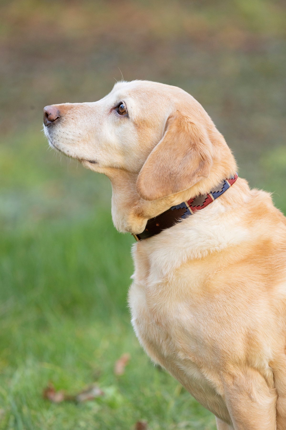 Benji & Flo Sublime Polo Leather Dog Collar
