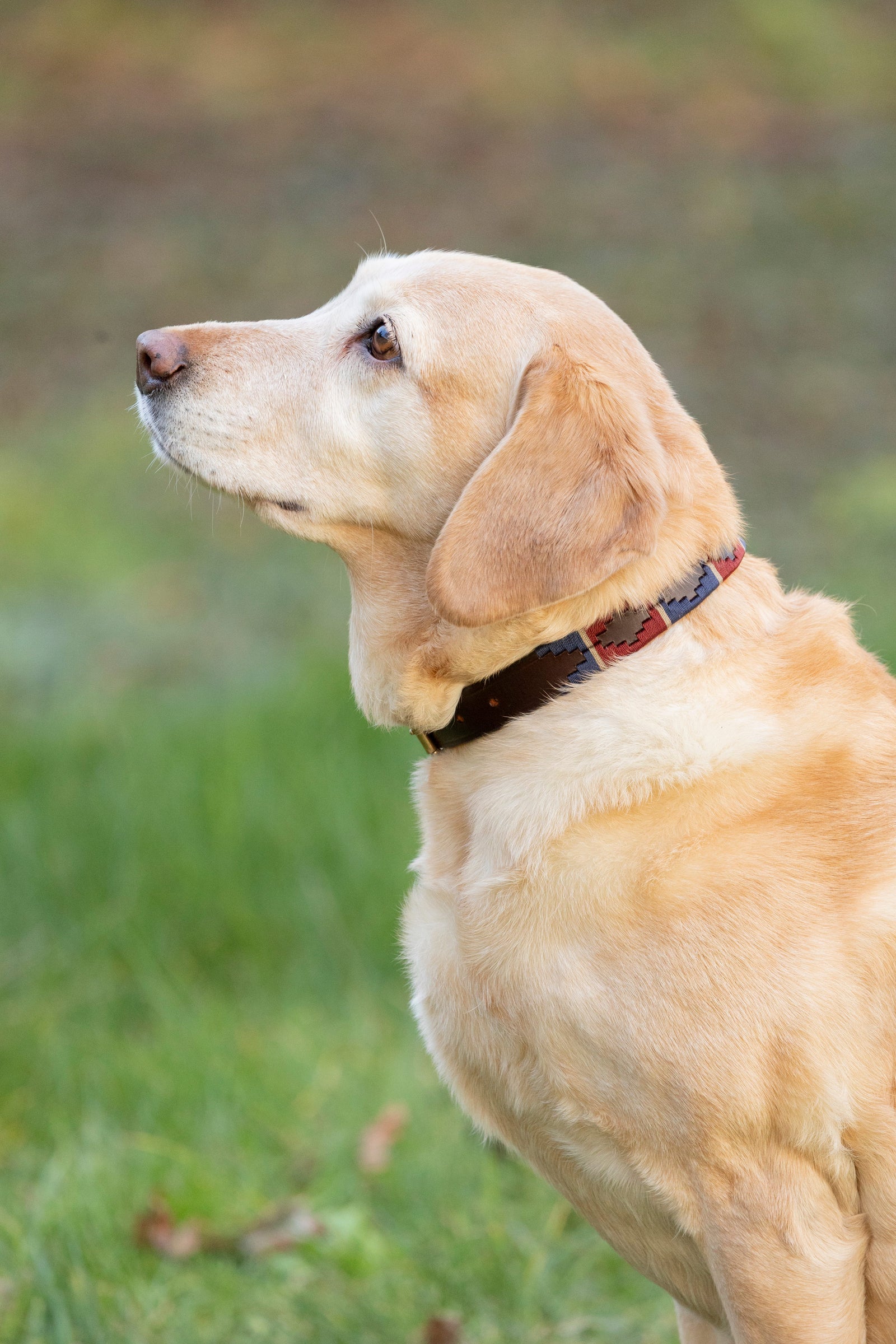 Benji & Flo Sublime Polo Leather Dog Collar