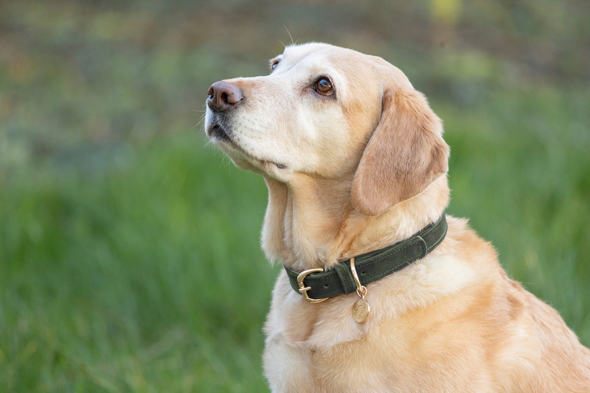 Benji & Flo Noble Suede Dog Collar