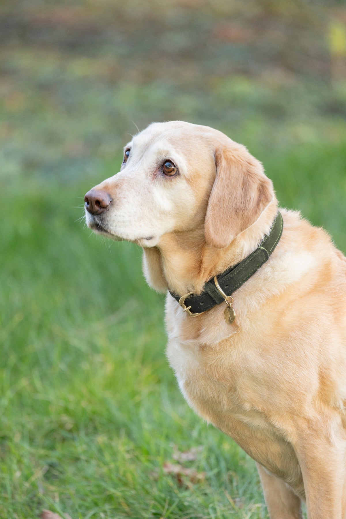 Benji & Flo Noble Suede Dog Collar