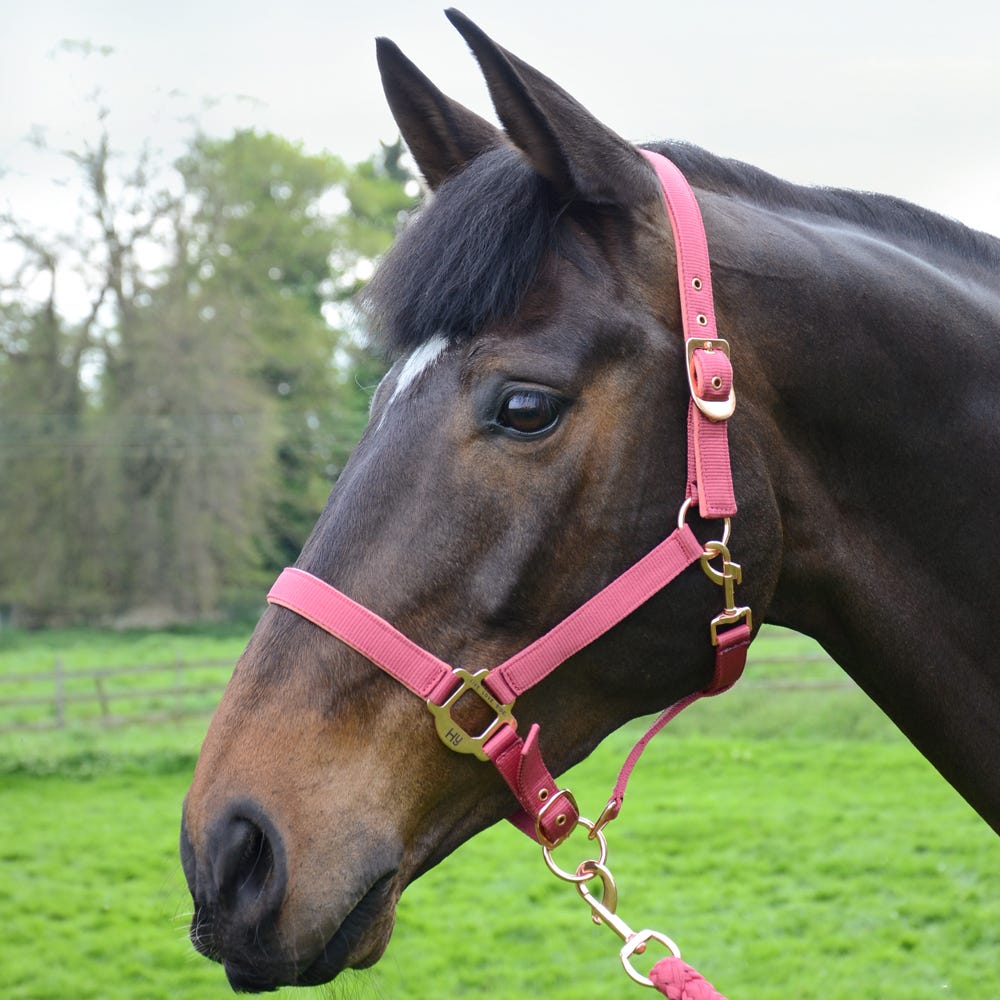 Hy Rose Gold Headcollar and Lead Rope - Nags Essentials