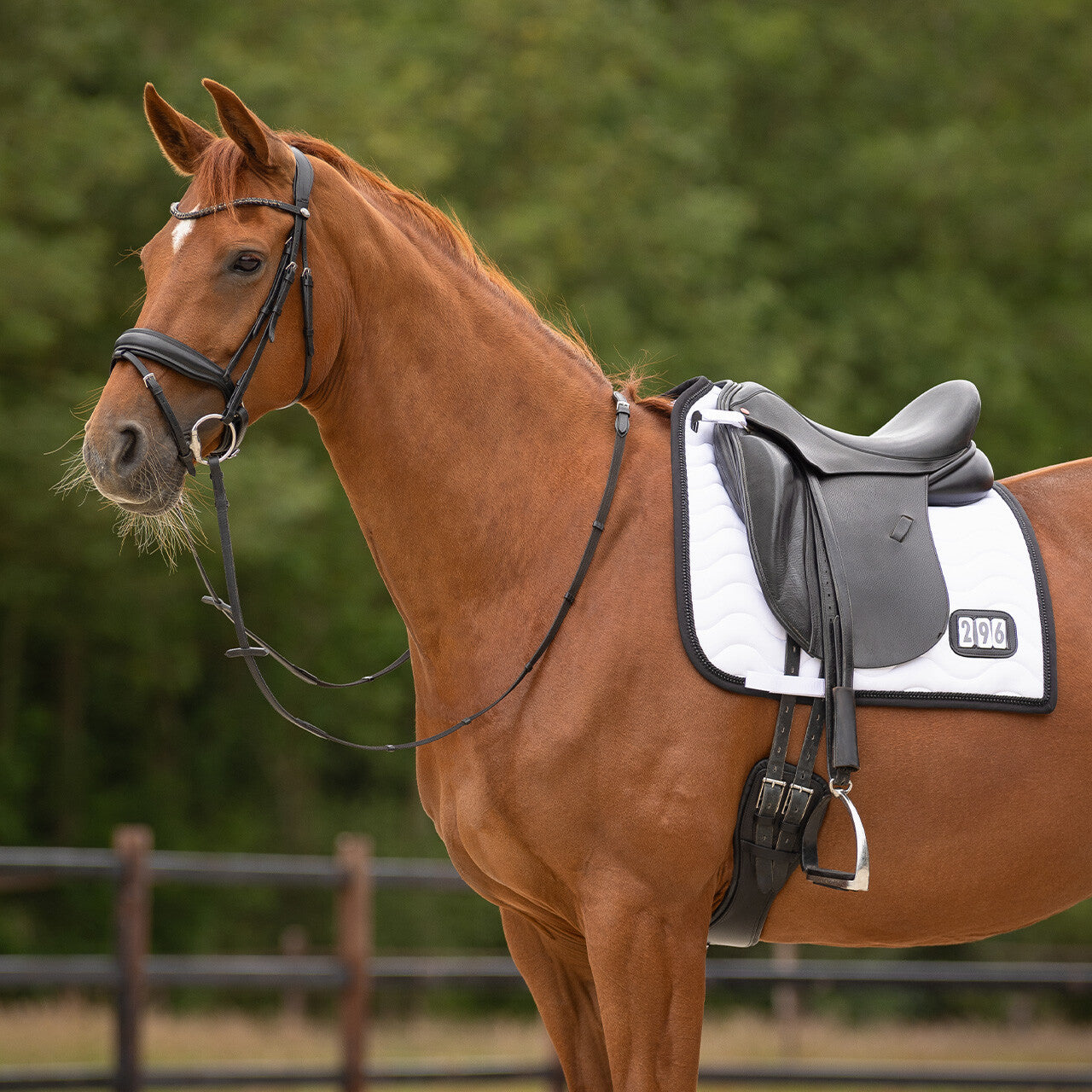 Number Saddlepad