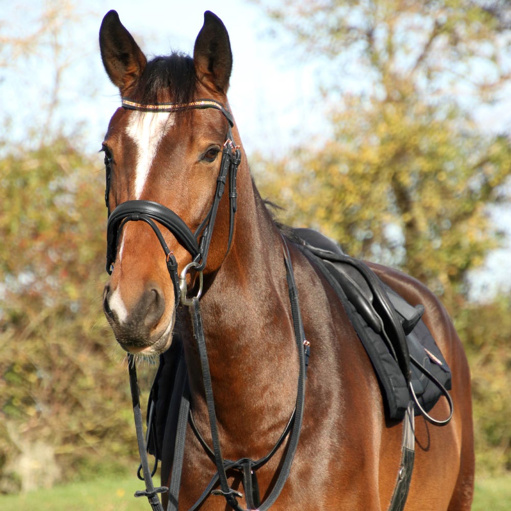 Hy Equestrian Rosciano Rose Gold Bridle