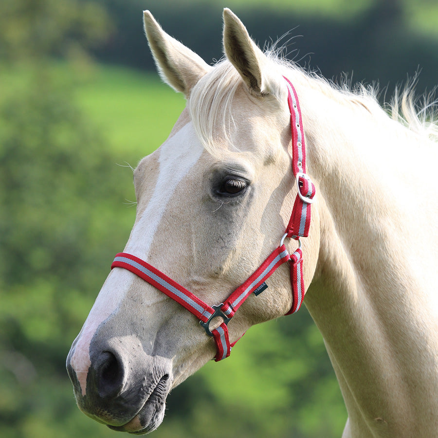 Wessex Headcollar - Nags Essentials